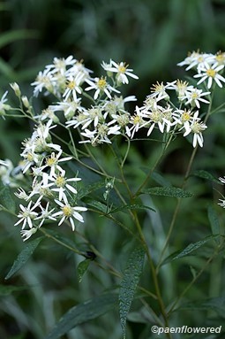 Flat-topped white aster